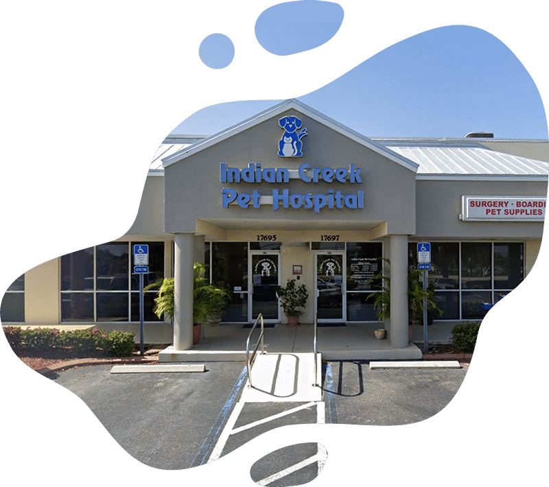 Contact information section with veterinary clinic details and location