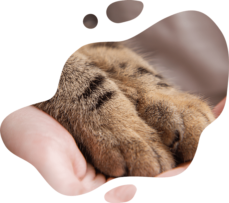 End-of-life care section showing compassionate veterinary support for pet families
