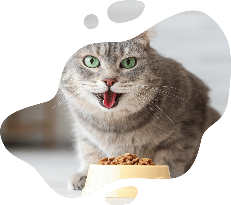 Comprehensive wellness care and preventive medicine for pets
