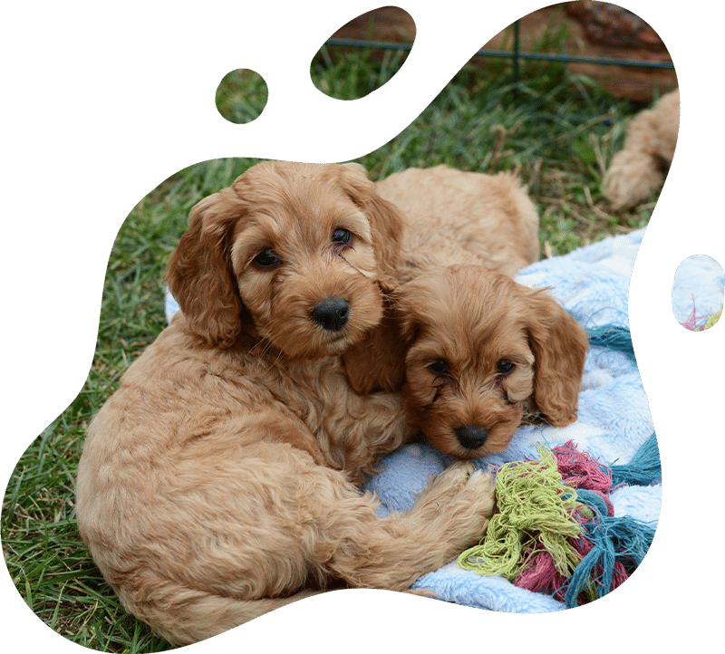 Wellness care services for pets at Indian Creek Veterinary Hospital Fort Myers
