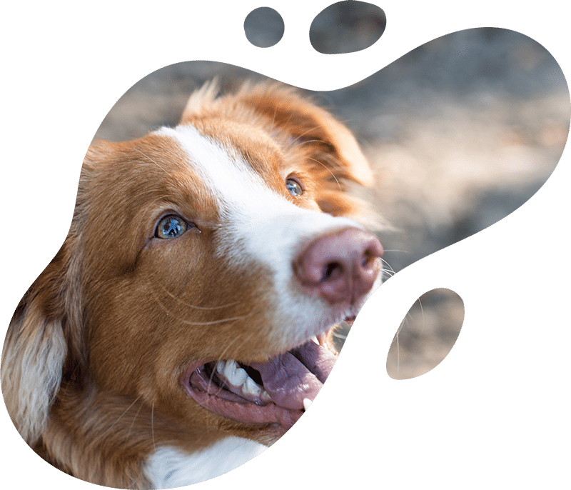Veterinary team member caring for patient
