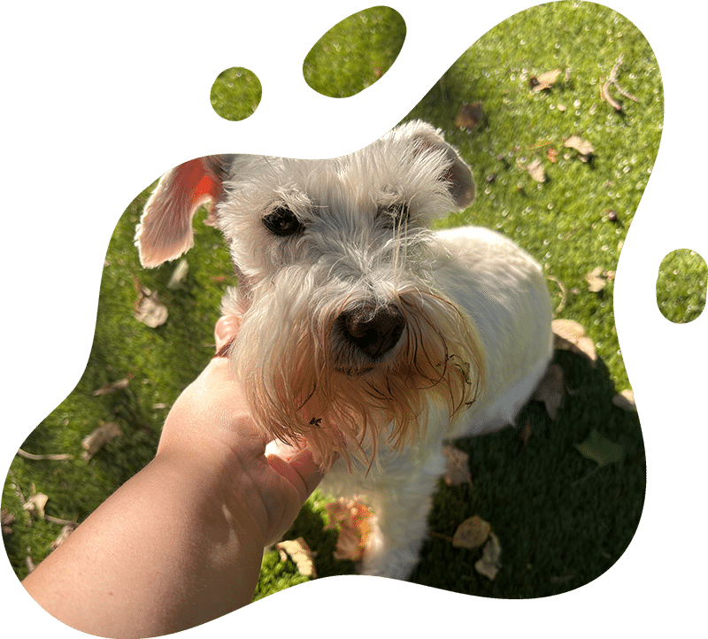 State-of-the-art veterinary diagnostic equipment
