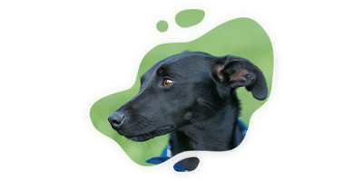 Veterinary team providing compassionate pet care
