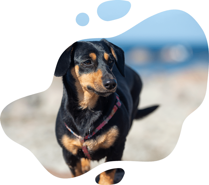 Professional veterinary services at Indian Creek Veterinary Hospital
