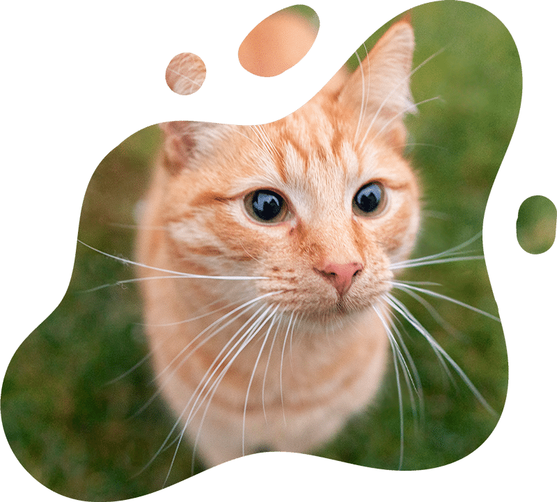 Modern veterinary facility providing quality pet care services
