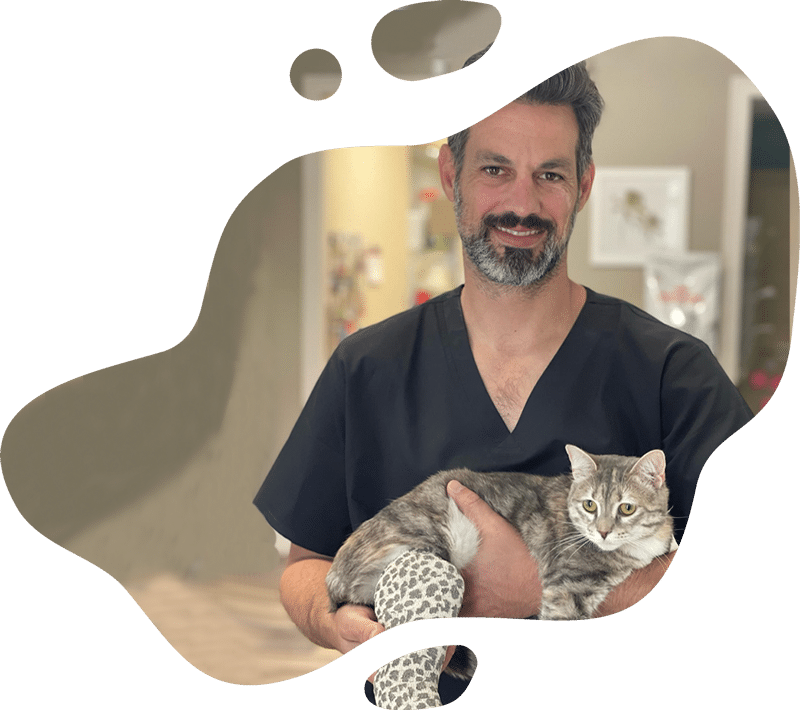 Surgery section highlighting veterinary surgical services and advanced medical procedures
