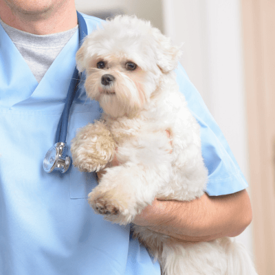 Pet Health & Wellness