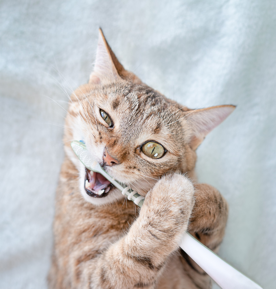 A cat is brushing its teeth with a toothbrush.