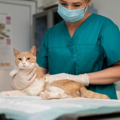 An orange and white cat being examined by a veterinarian.