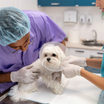 A small white dog is being examined by a veterinarian.
