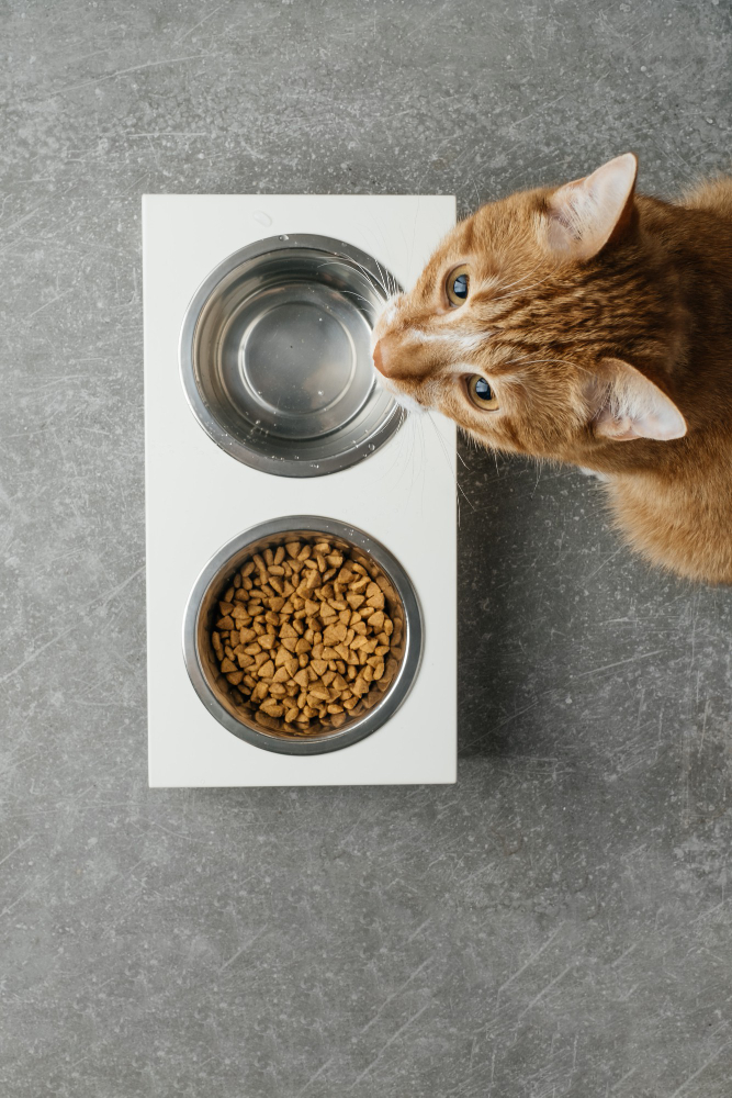 A cat is eating food from a bowl on a grey surface.