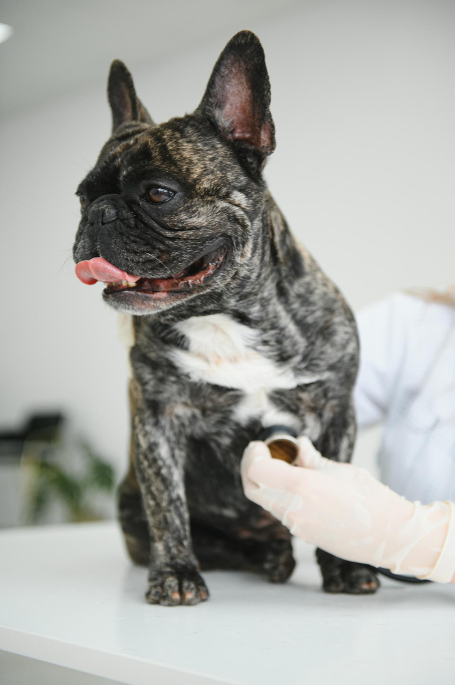 A french bulldog is being examined by a veterinarian.