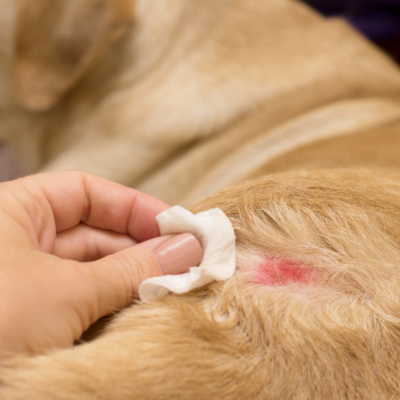 A person putting a bandage on a dog's back.	