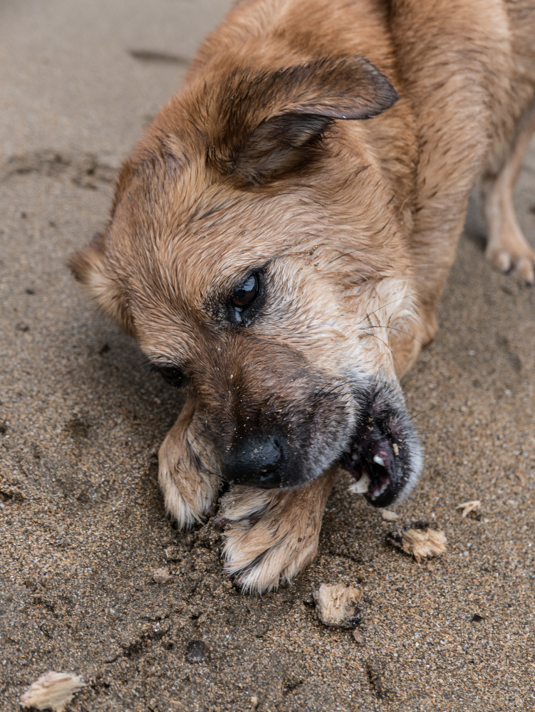 a dog with its mouth open in the sand