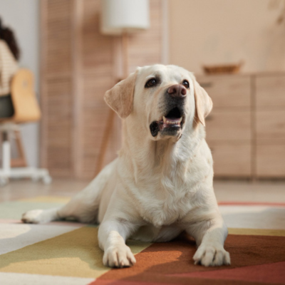 A white labrador dog laying on a carpet in a living room.