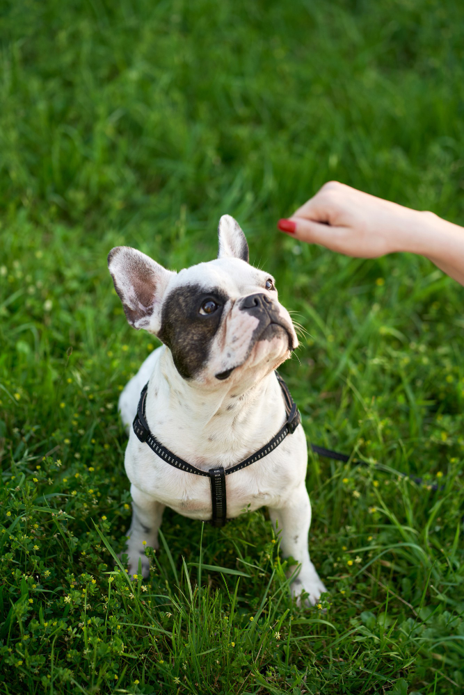 a dog sitting in grass with a hand reaching for it<br />
